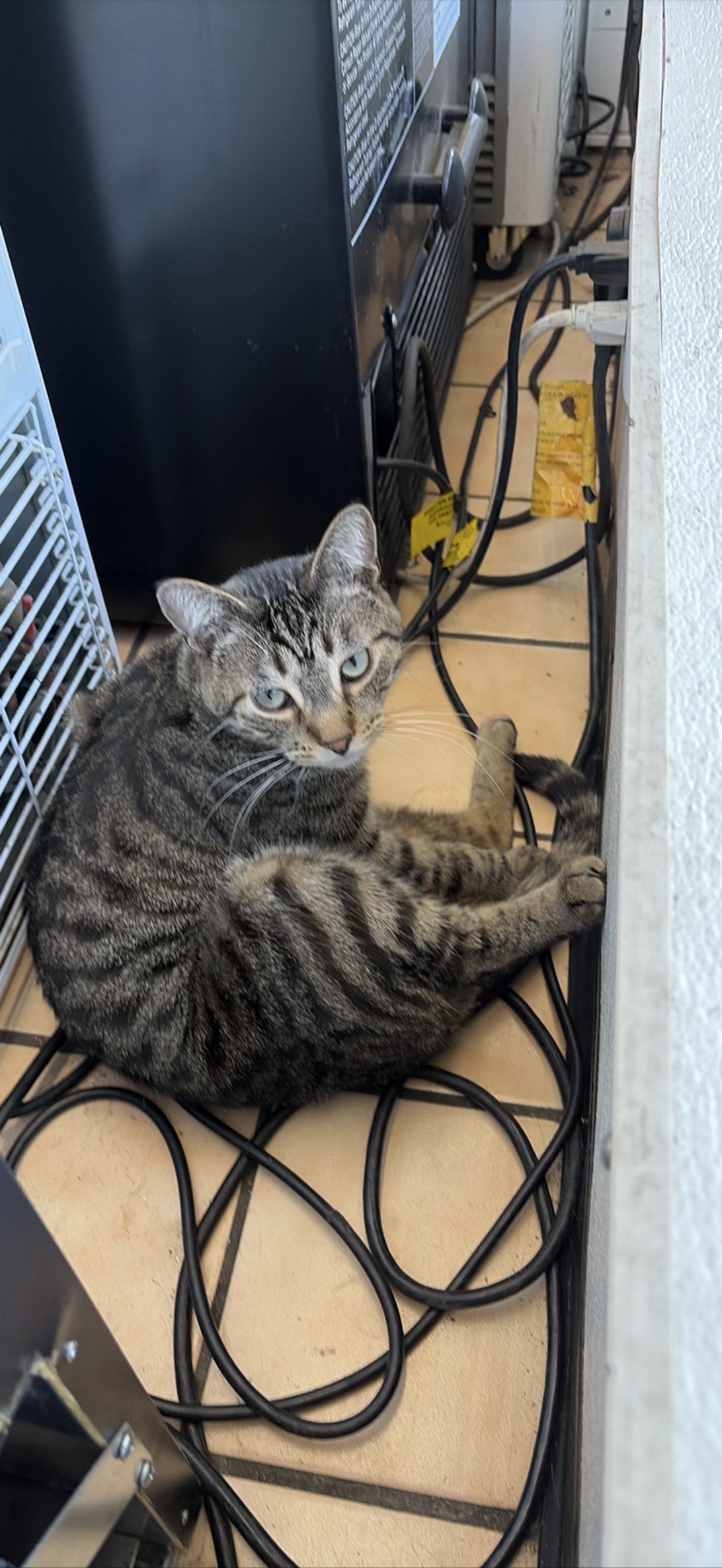 Pepper Ann, a cat found on Chonk Finder
