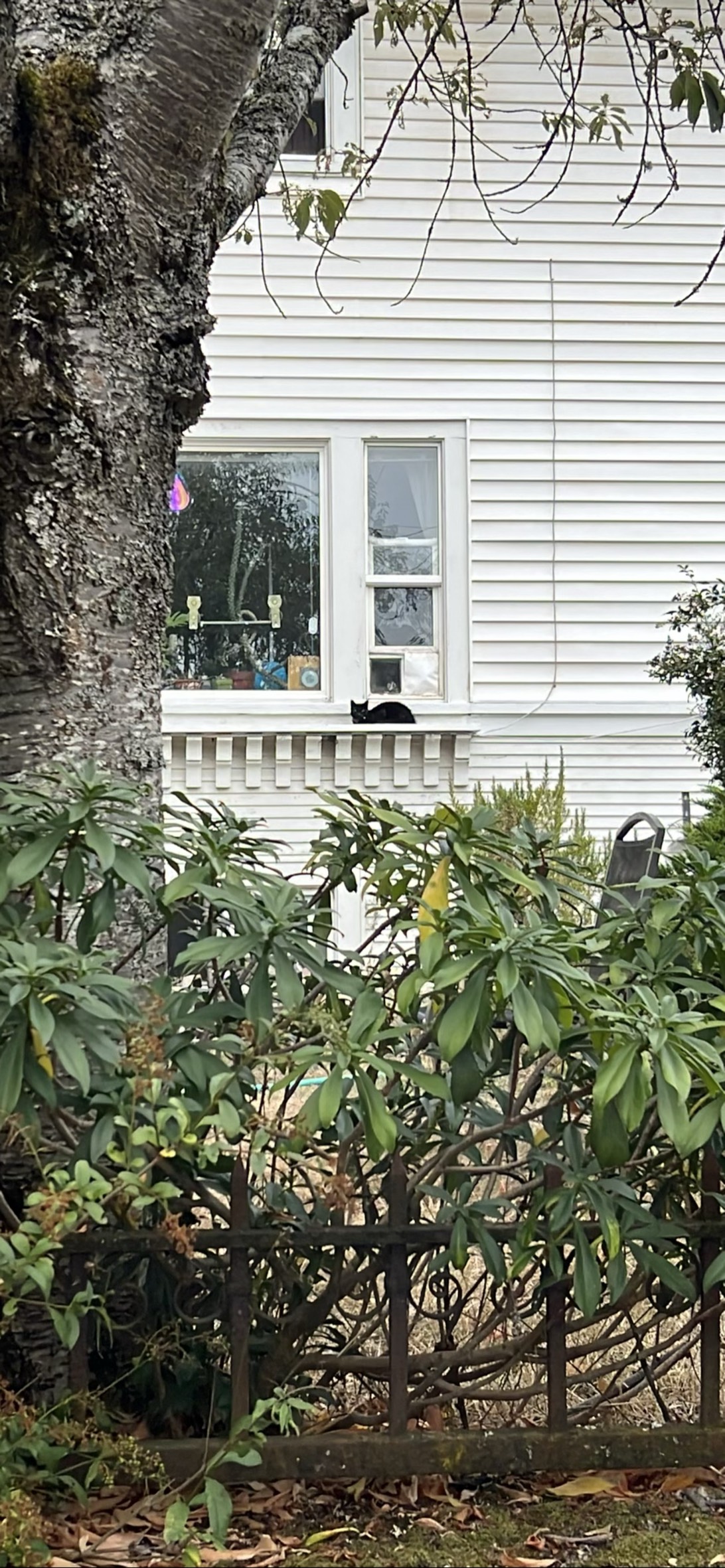 Cat, a cat found on Chonk Finder