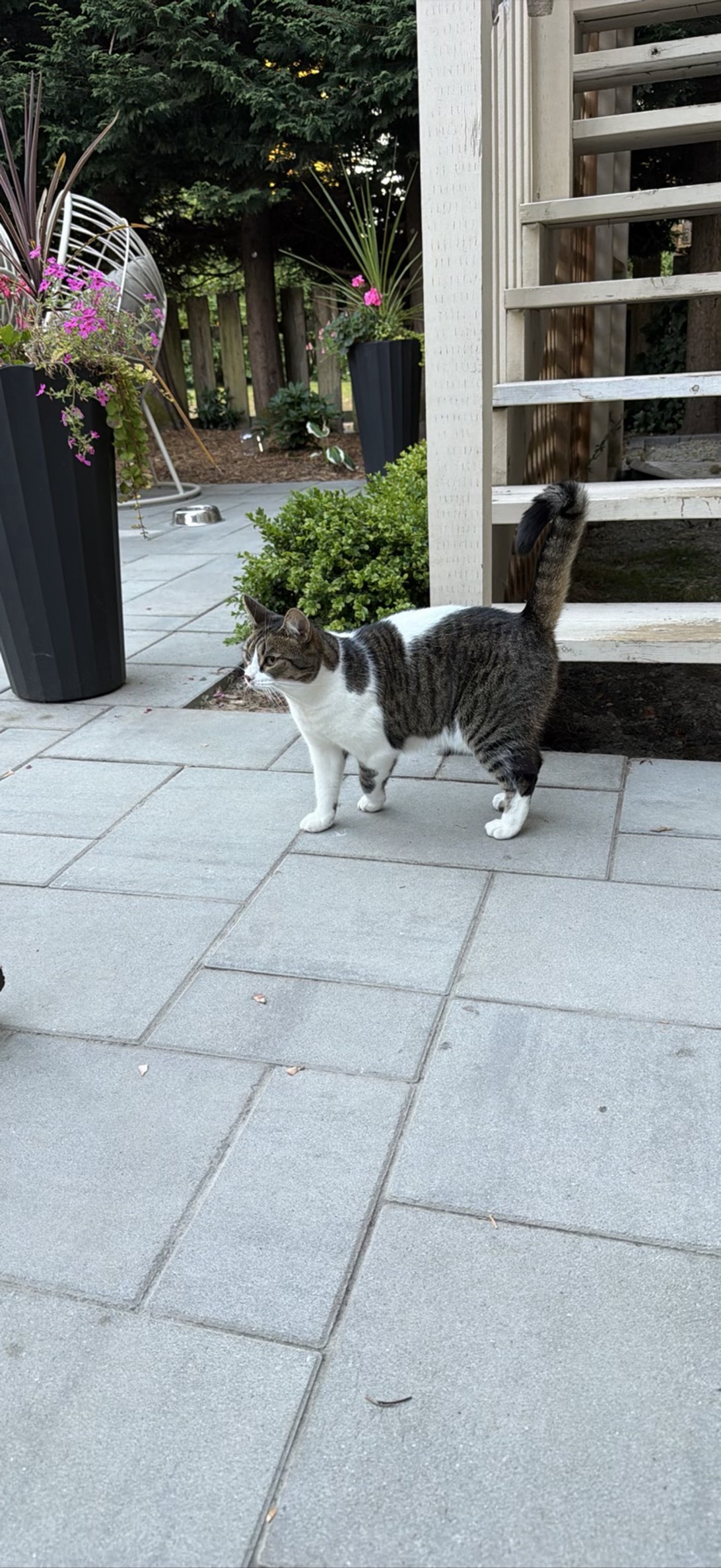 Brandy, a cat found on Chonk Finder