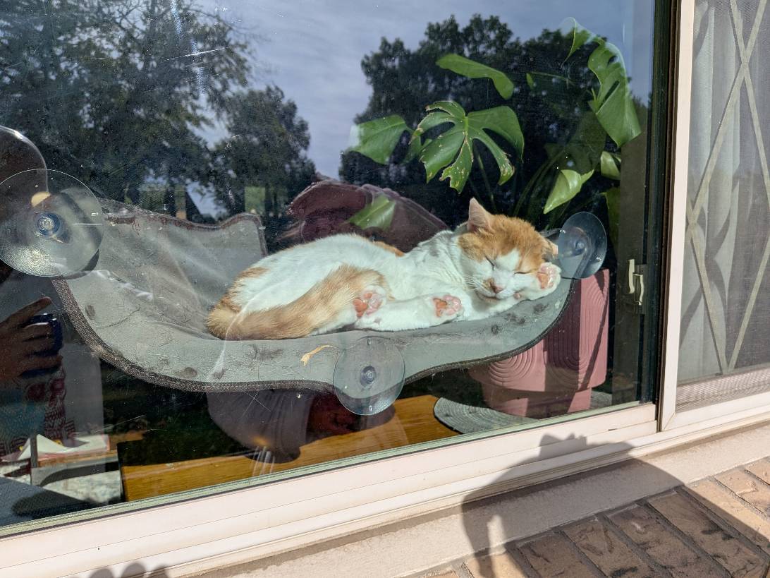 Horatio, a cat found on Chonk Finder