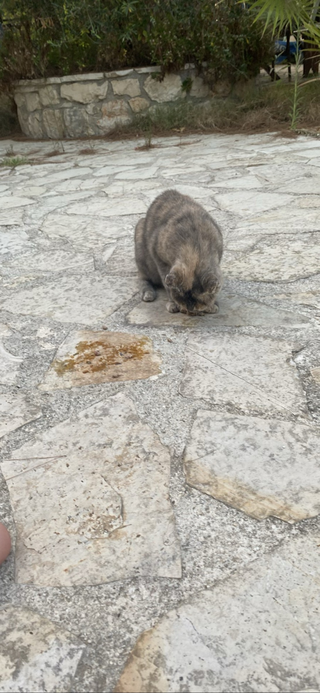 Grey67, a cat found on Chonk Finder