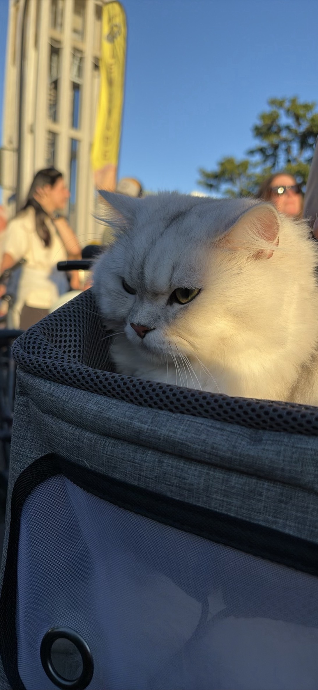 Rocket, a cat found on Chonk Finder