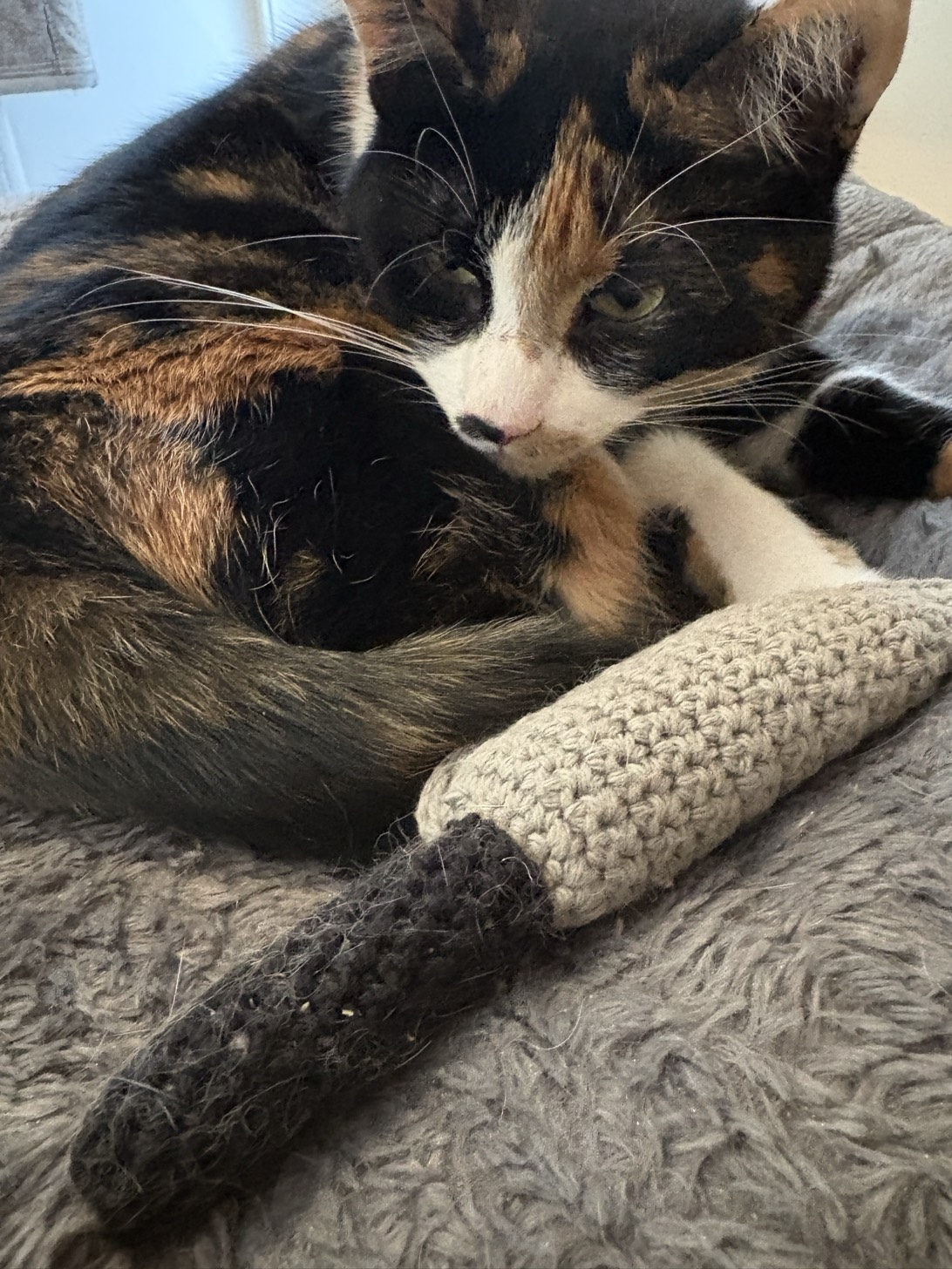 Muriel, a cat found on Chonk Finder