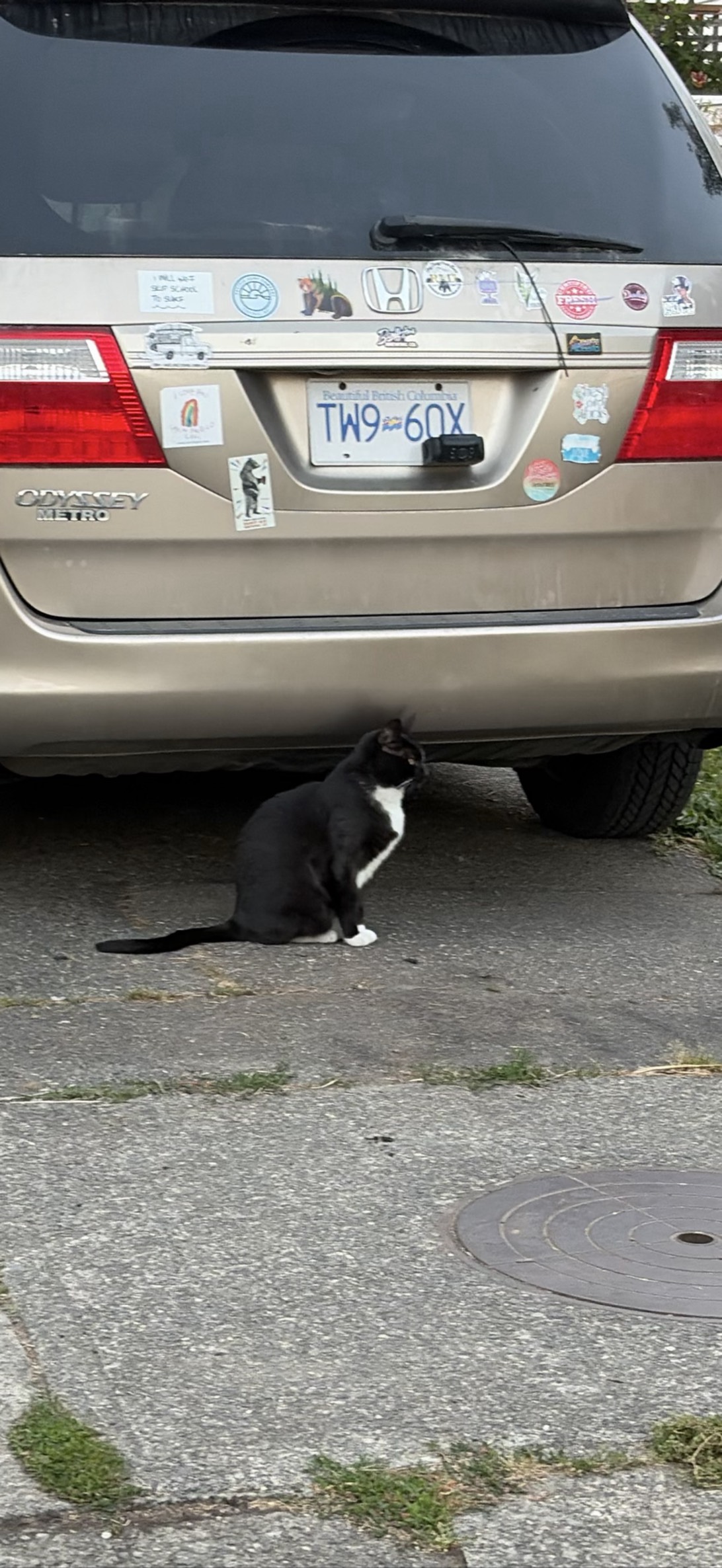 Tuxedo Bandit, a cat found on Chonk Finder