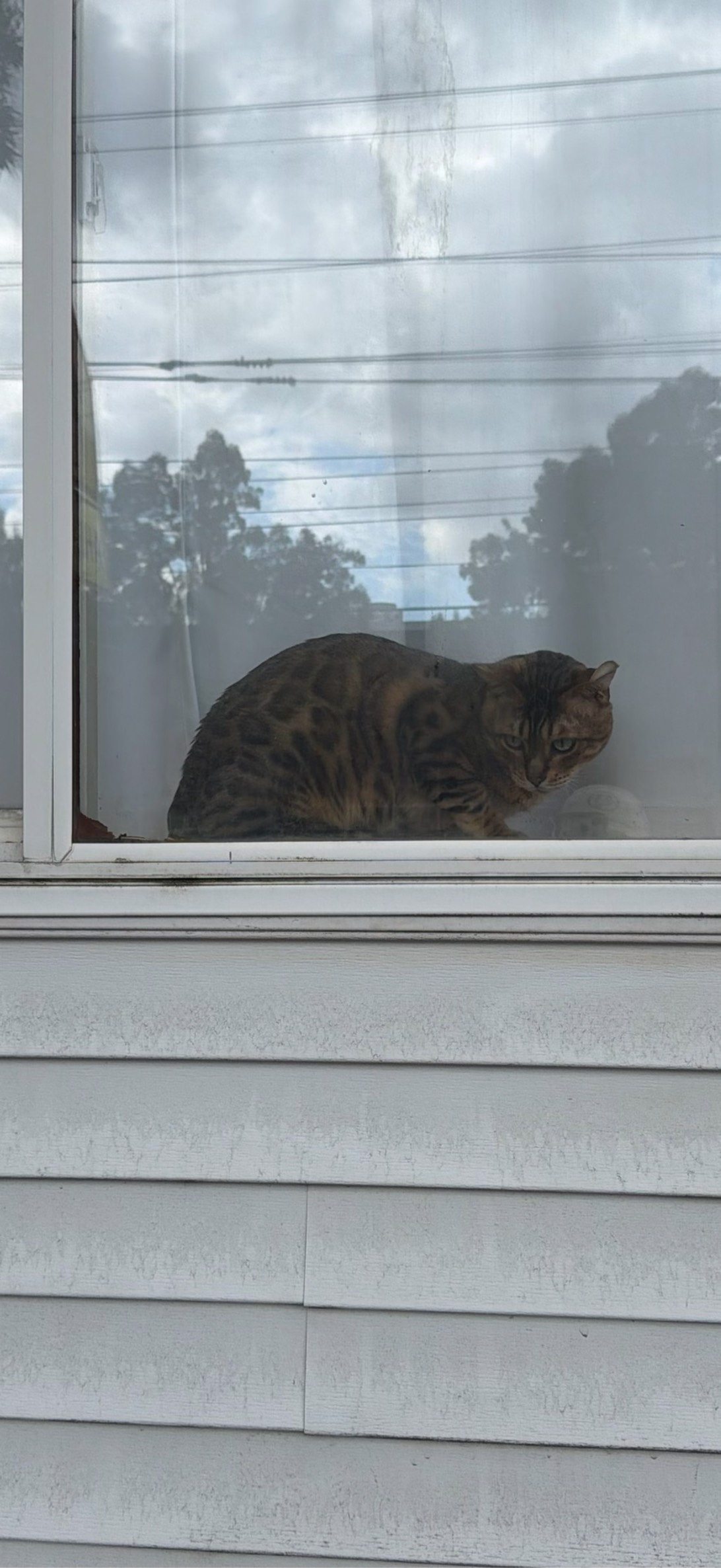 Spot, a cat found on Chonk Finder