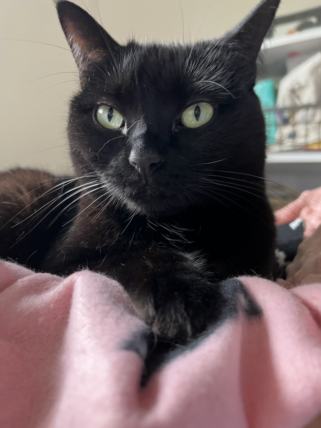 Astrid, a cat found on Chonk Finder