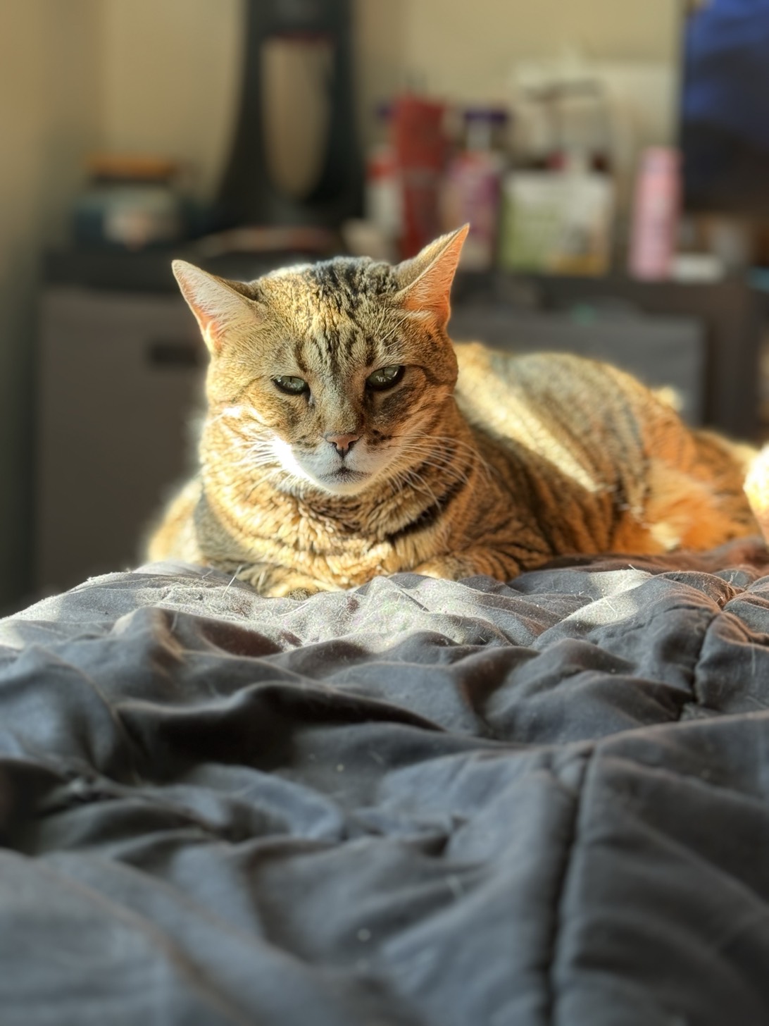 Luna, a cat found on Chonk Finder
