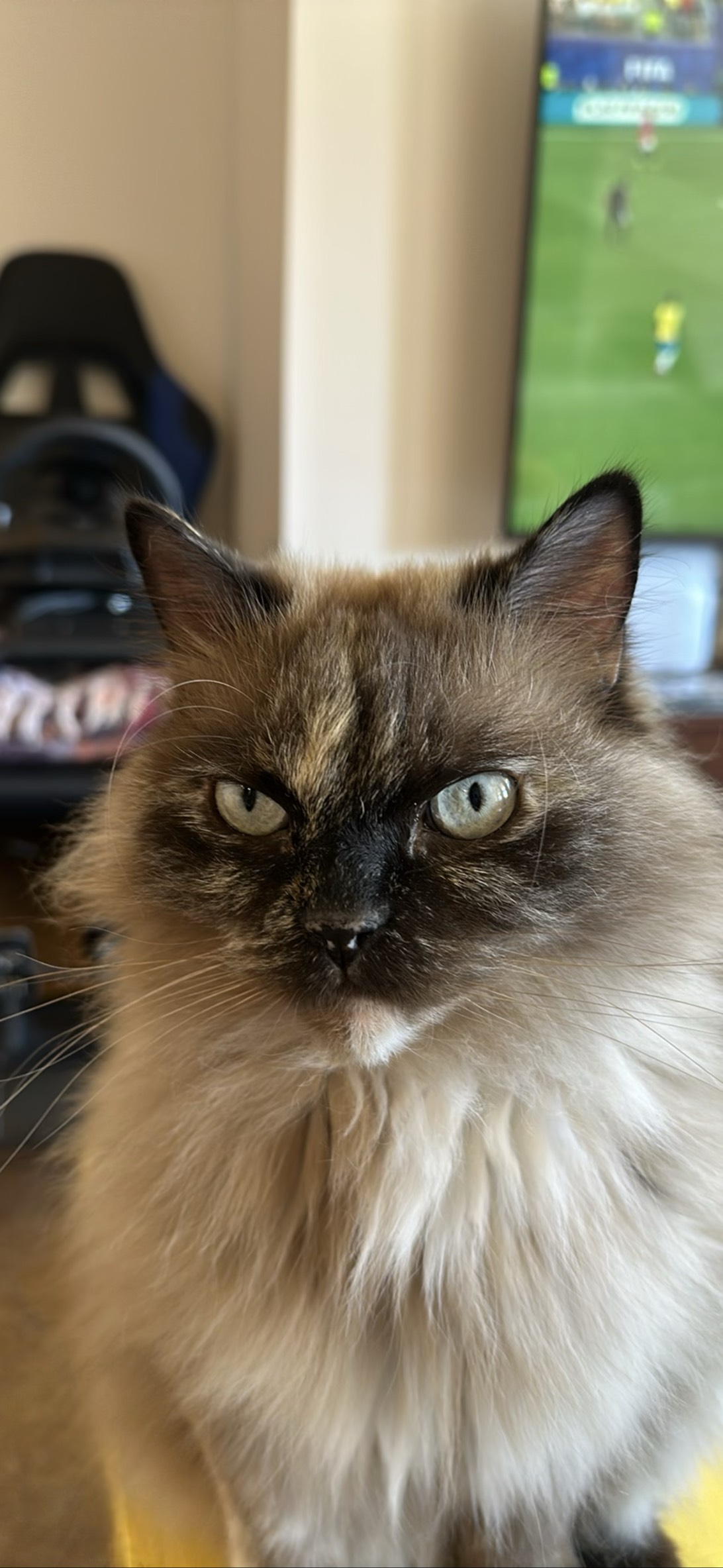 Louie, a cat found on Chonk Finder