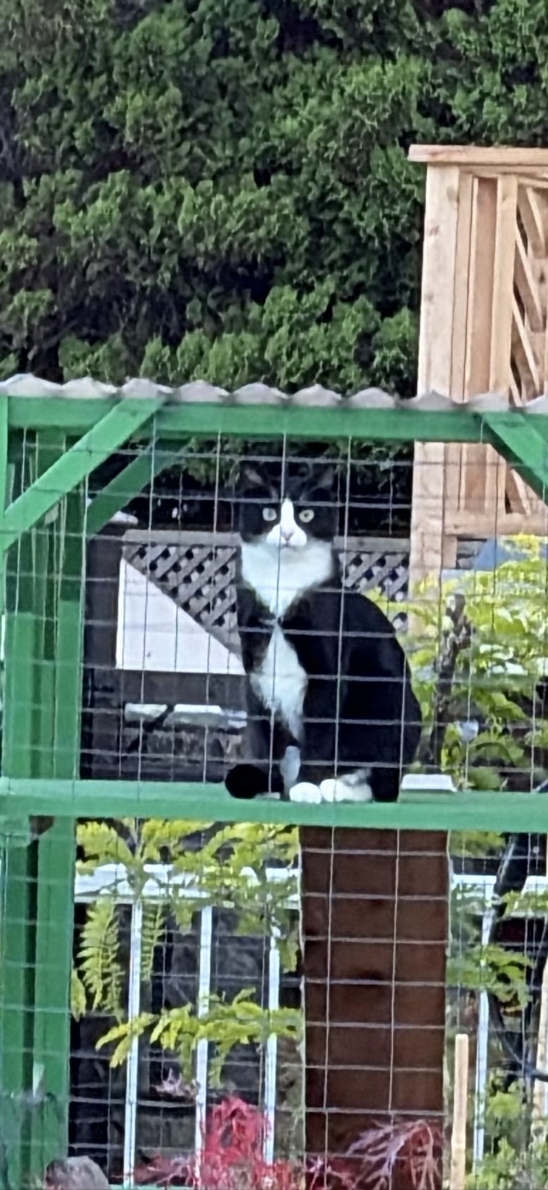 Fitzgerald, a cat found on Chonk Finder