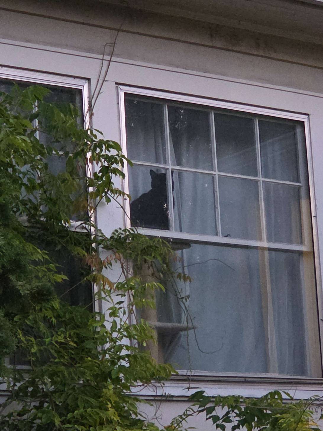 The Watcher, a cat found on Chonk Finder