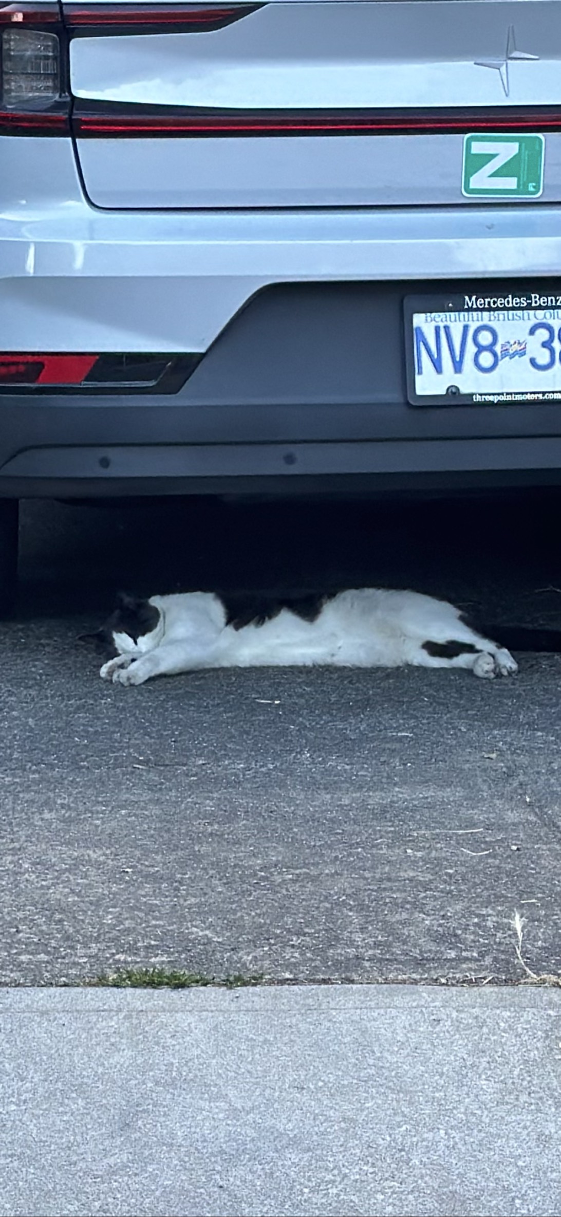 NoobDriver, a cat found on Chonk Finder