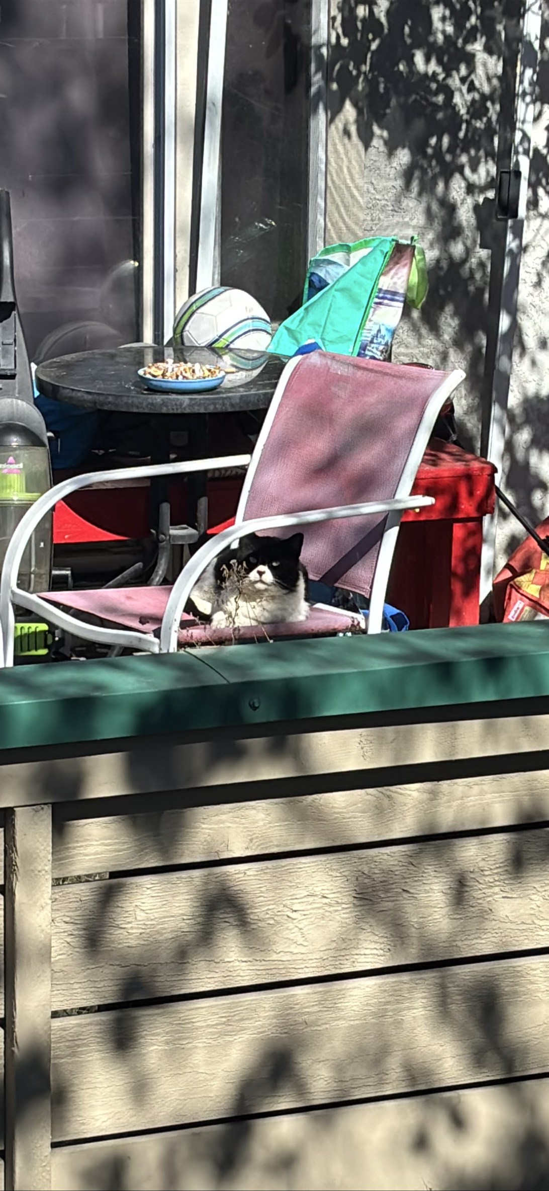 Albert, a cat found on Chonk Finder
