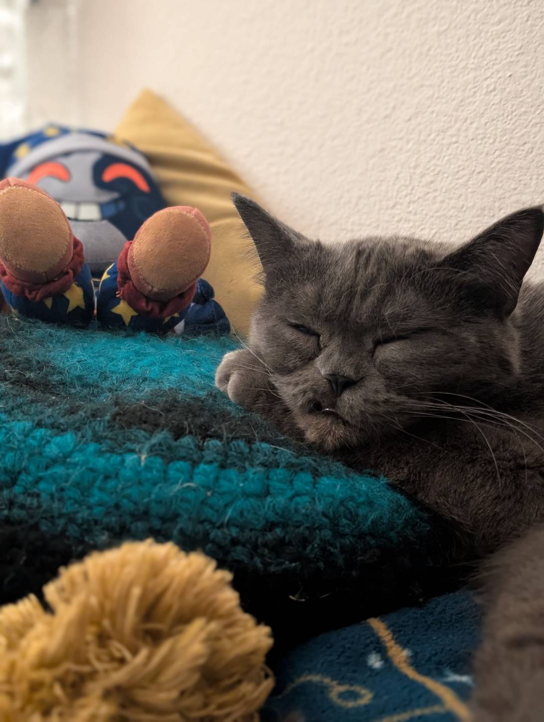 Junior, a cat found on Chonk Finder
