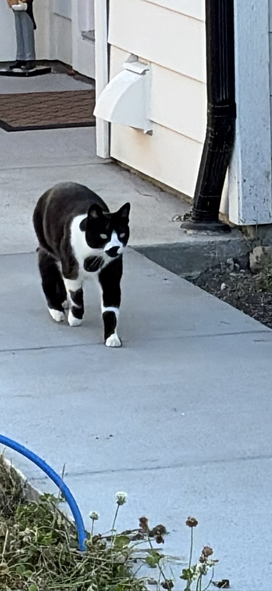 Dapper Duke, a cat found on Chonk Finder