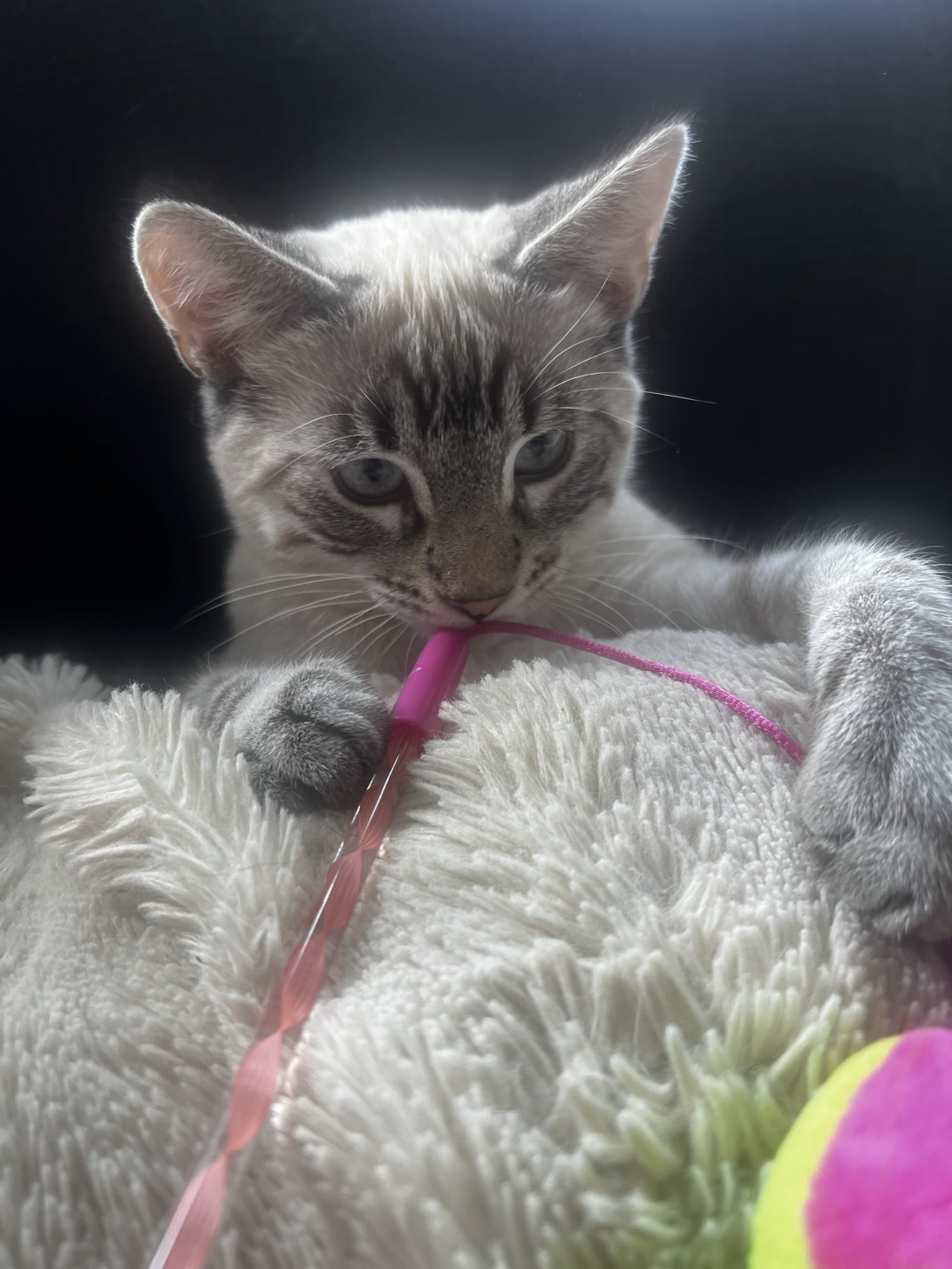 Miso, a cat found on Chonk Finder
