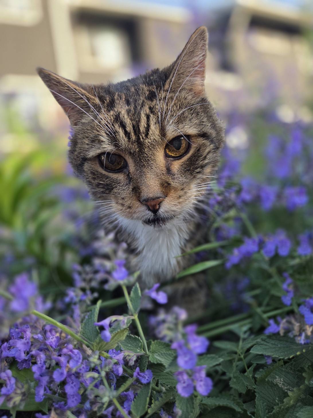 Patrick, a cat found on Chonk Finder