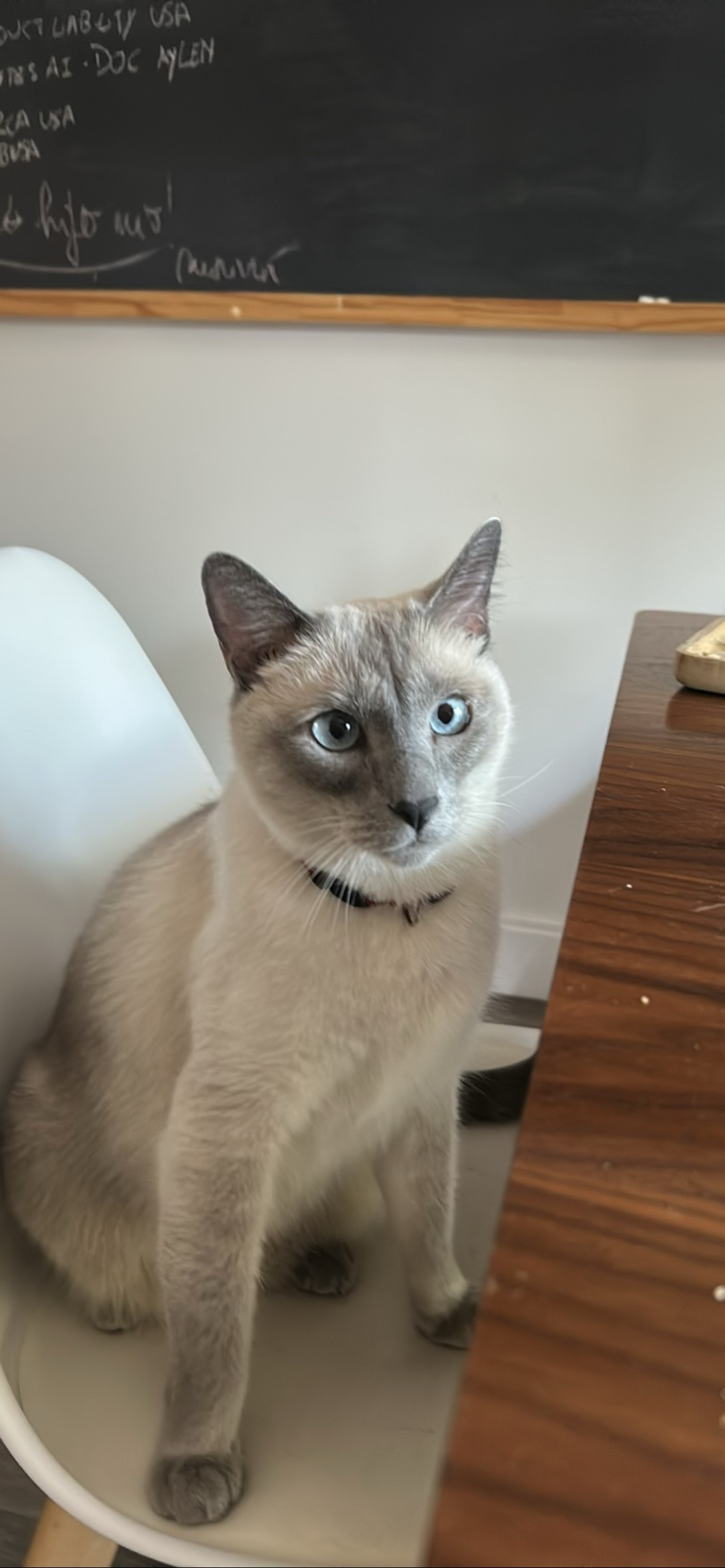 Fellini, a cat found on Chonk Finder