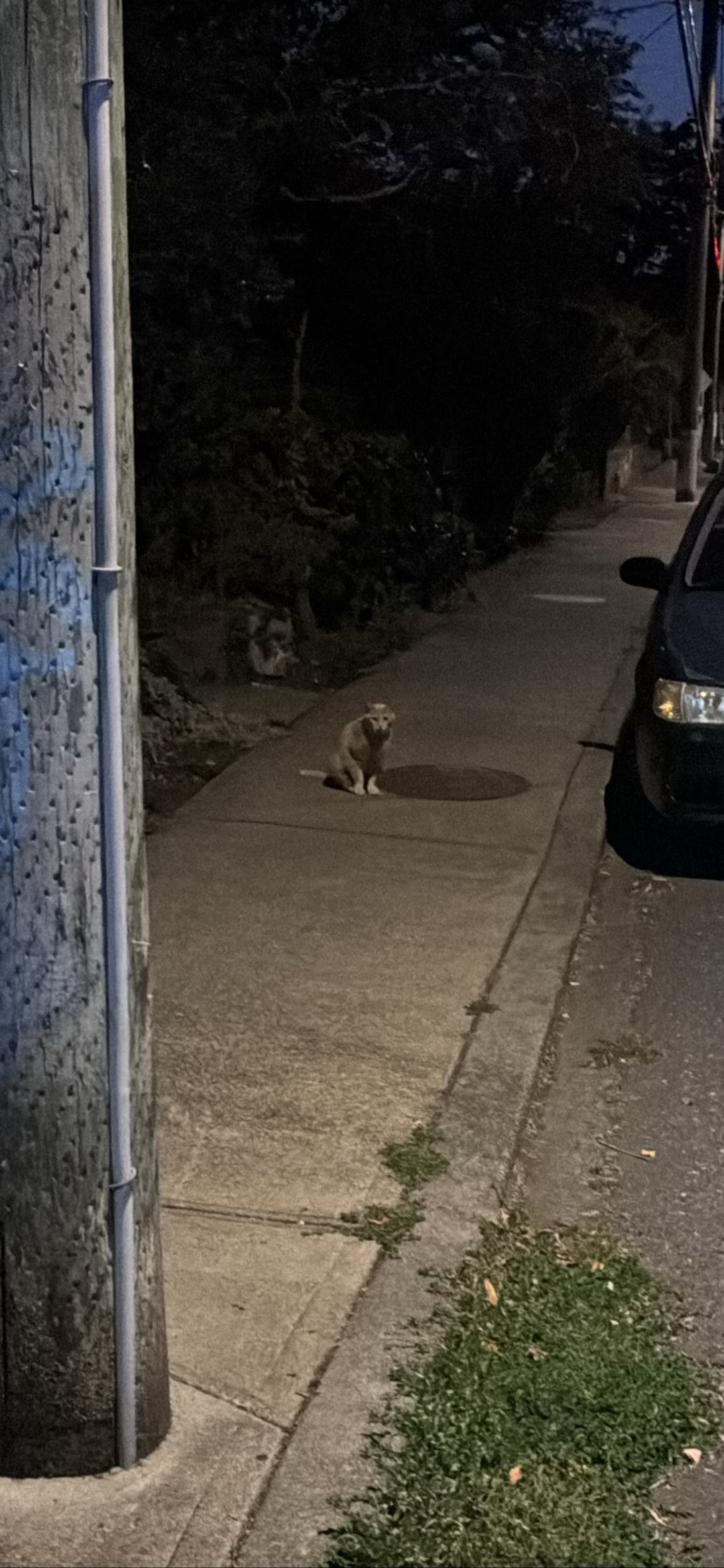 Creeper, a cat found on Chonk Finder