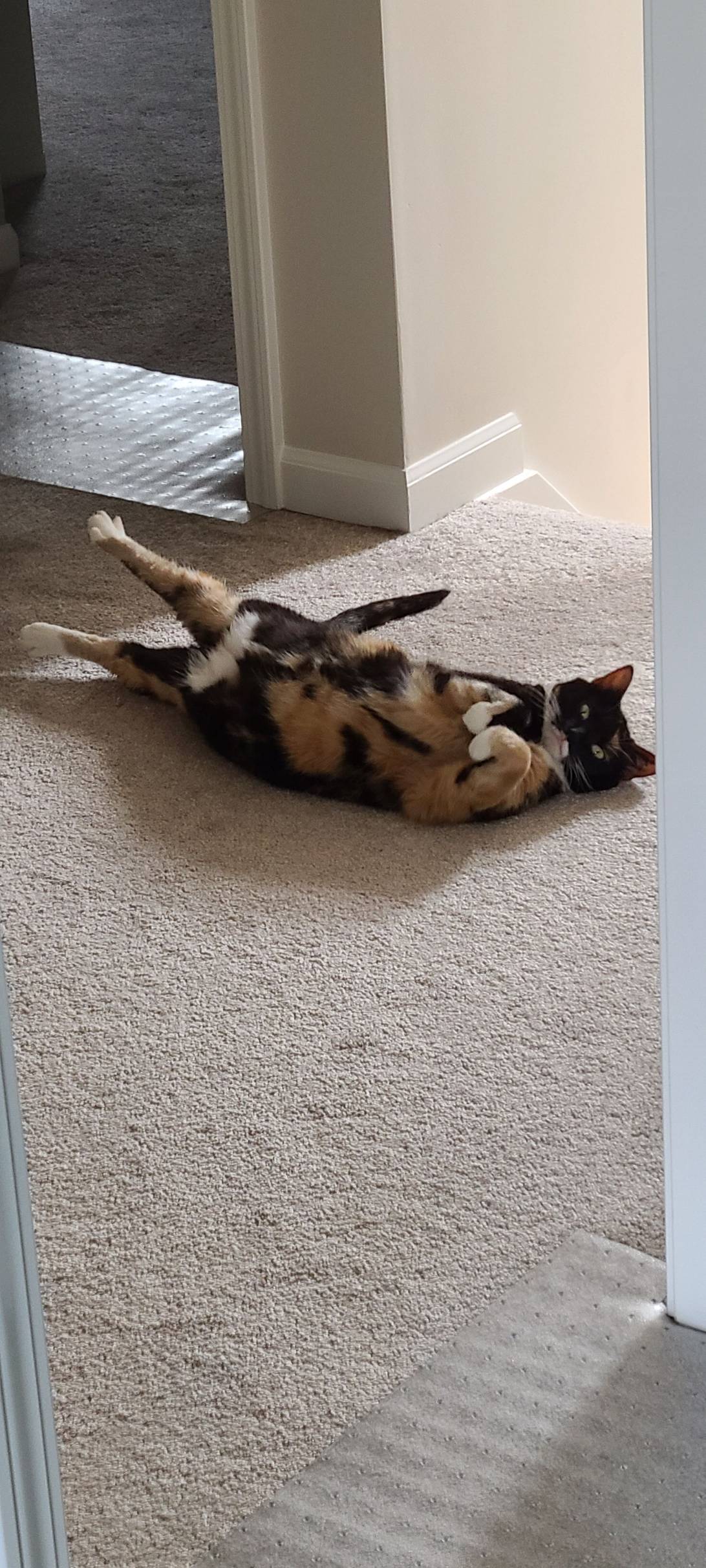 Katara, a cat found on Chonk Finder