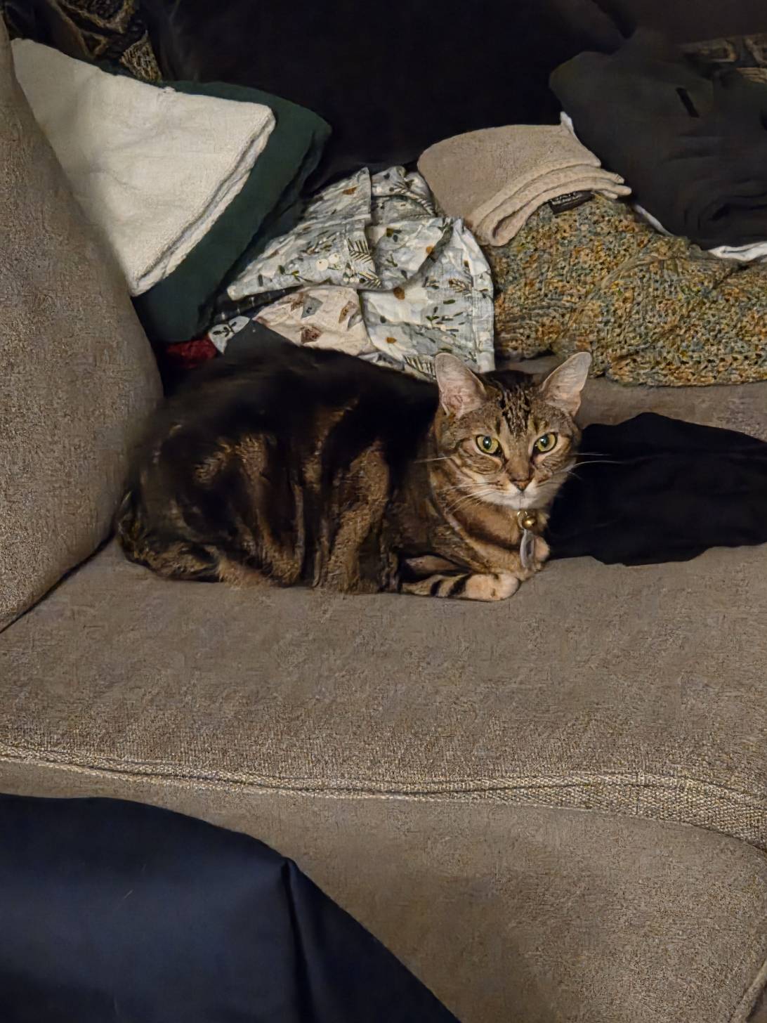 Tau, a cat found on Chonk Finder