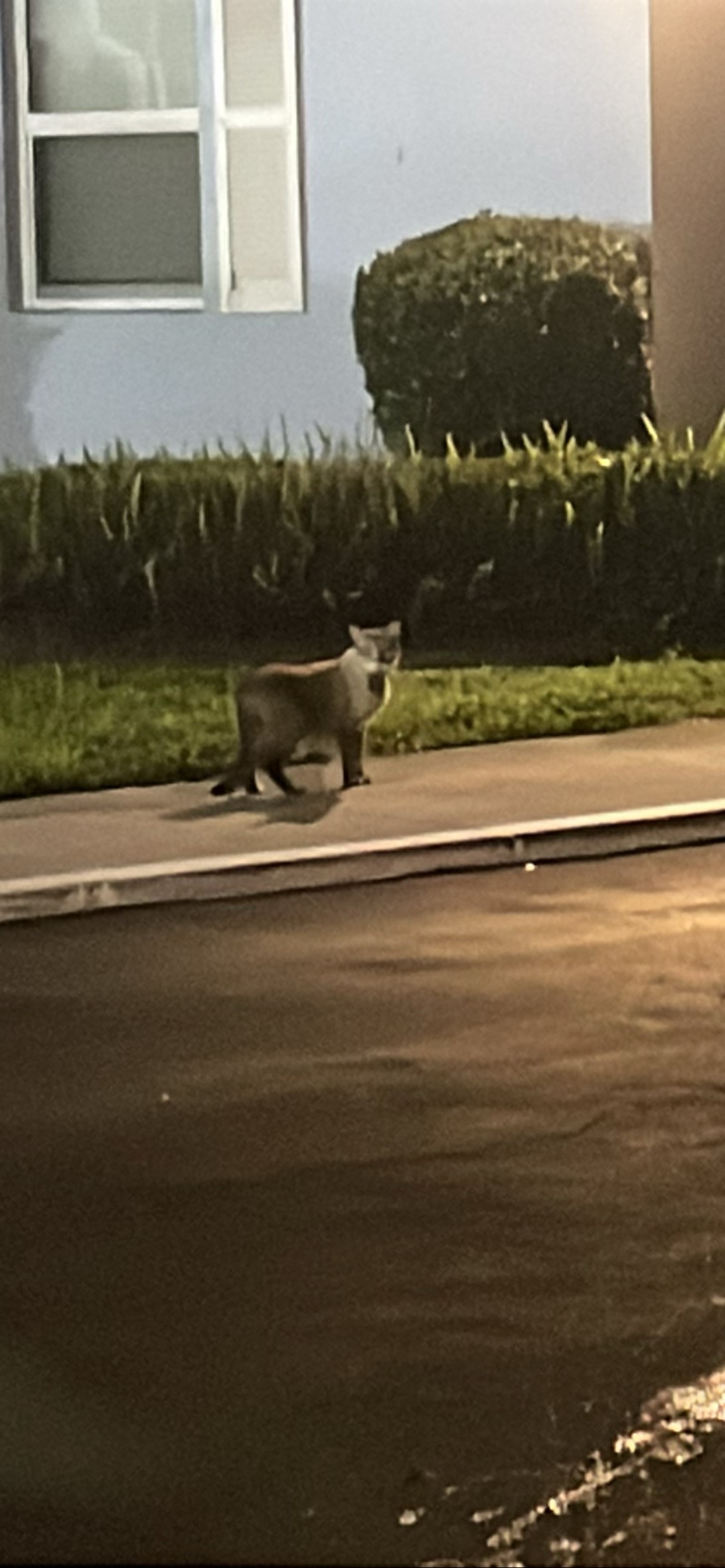Lil Lady, a cat found on Chonk Finder