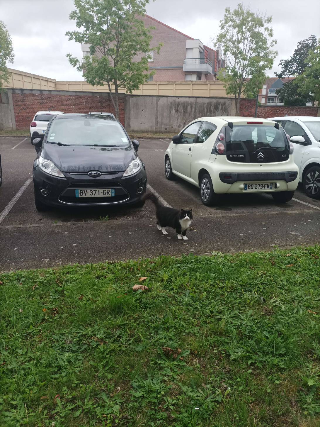Virgil, a cat found on Chonk Finder
