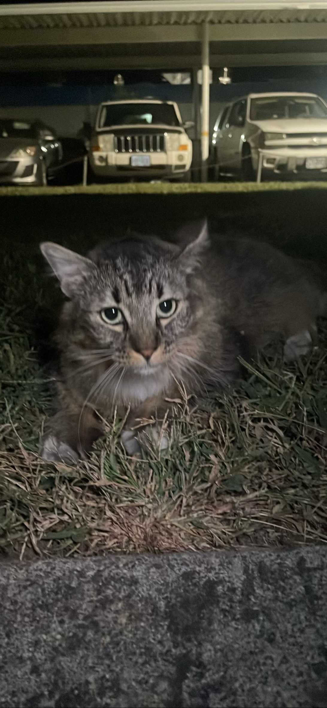 Bubs, a cat found on Chonk Finder