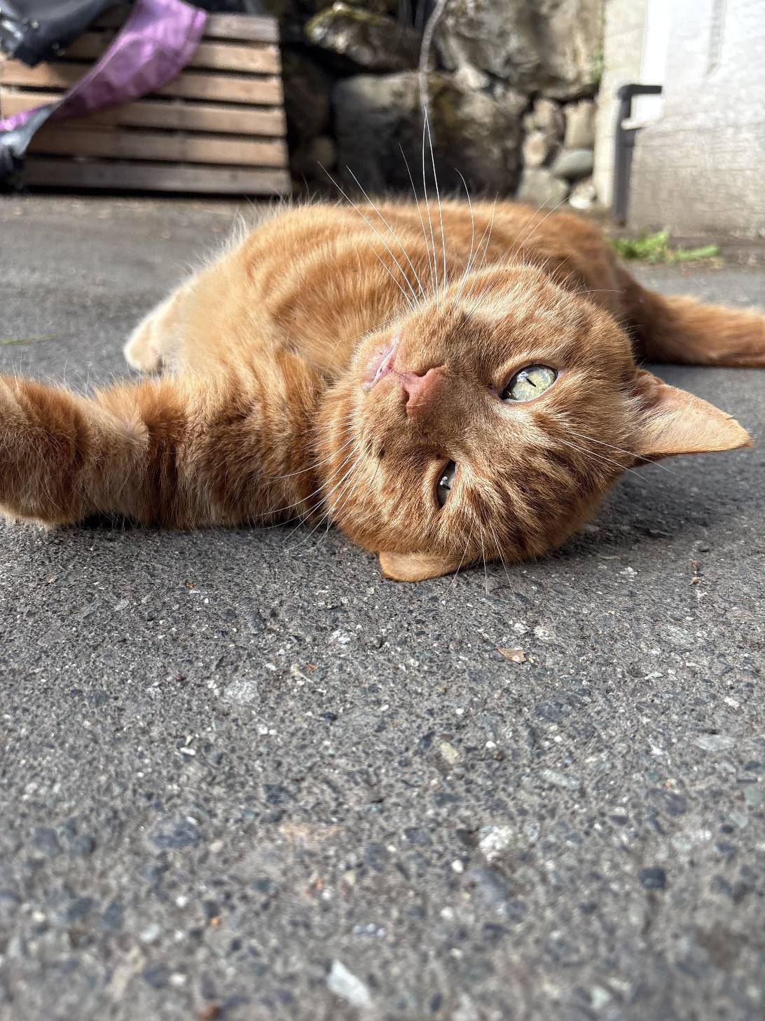 Dharma, a cat found on Chonk Finder