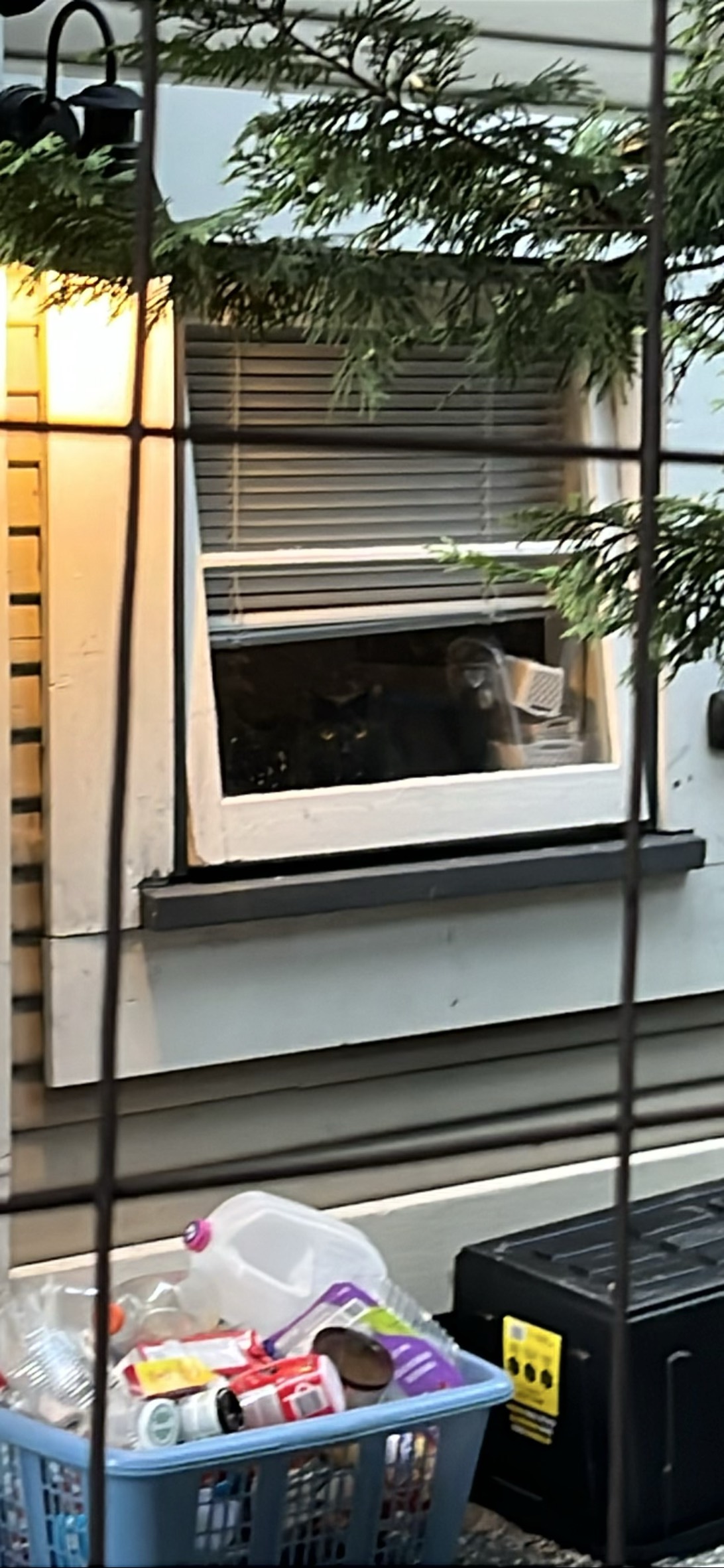 Peregrine, a cat found on Chonk Finder