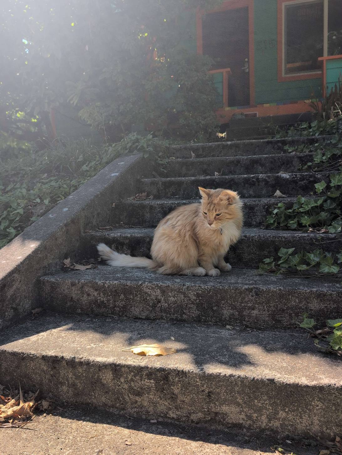 Biscuit, a cat found on Chonk Finder