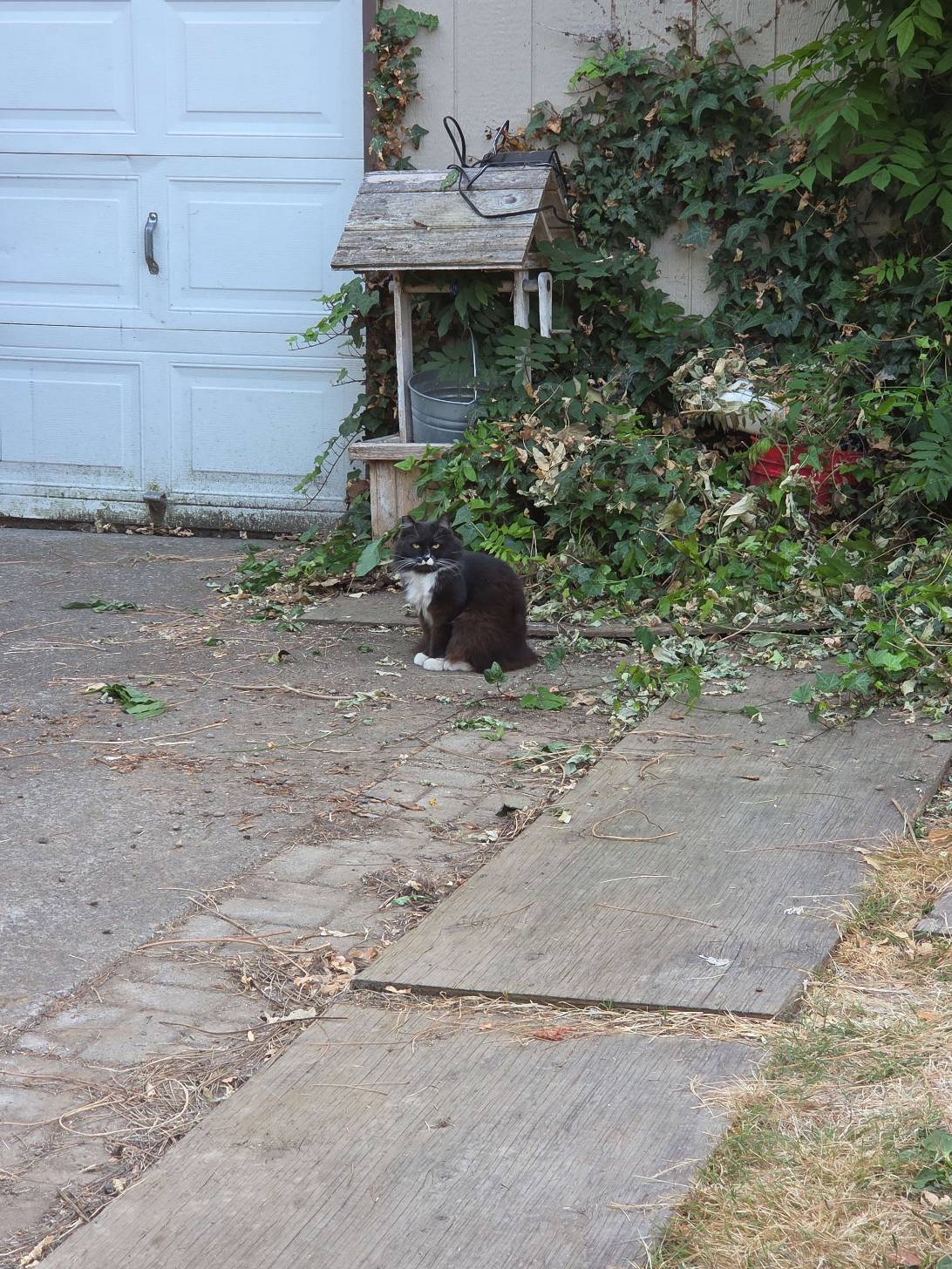 Barnaby, a cat found on Chonk Finder