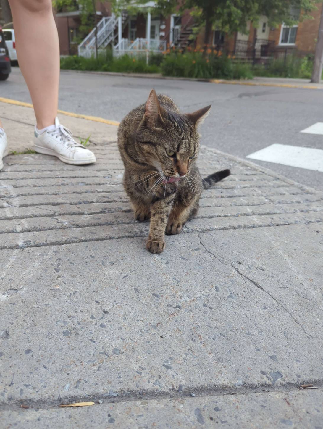 Sidewalk Sal, a cat found on Chonk Finder