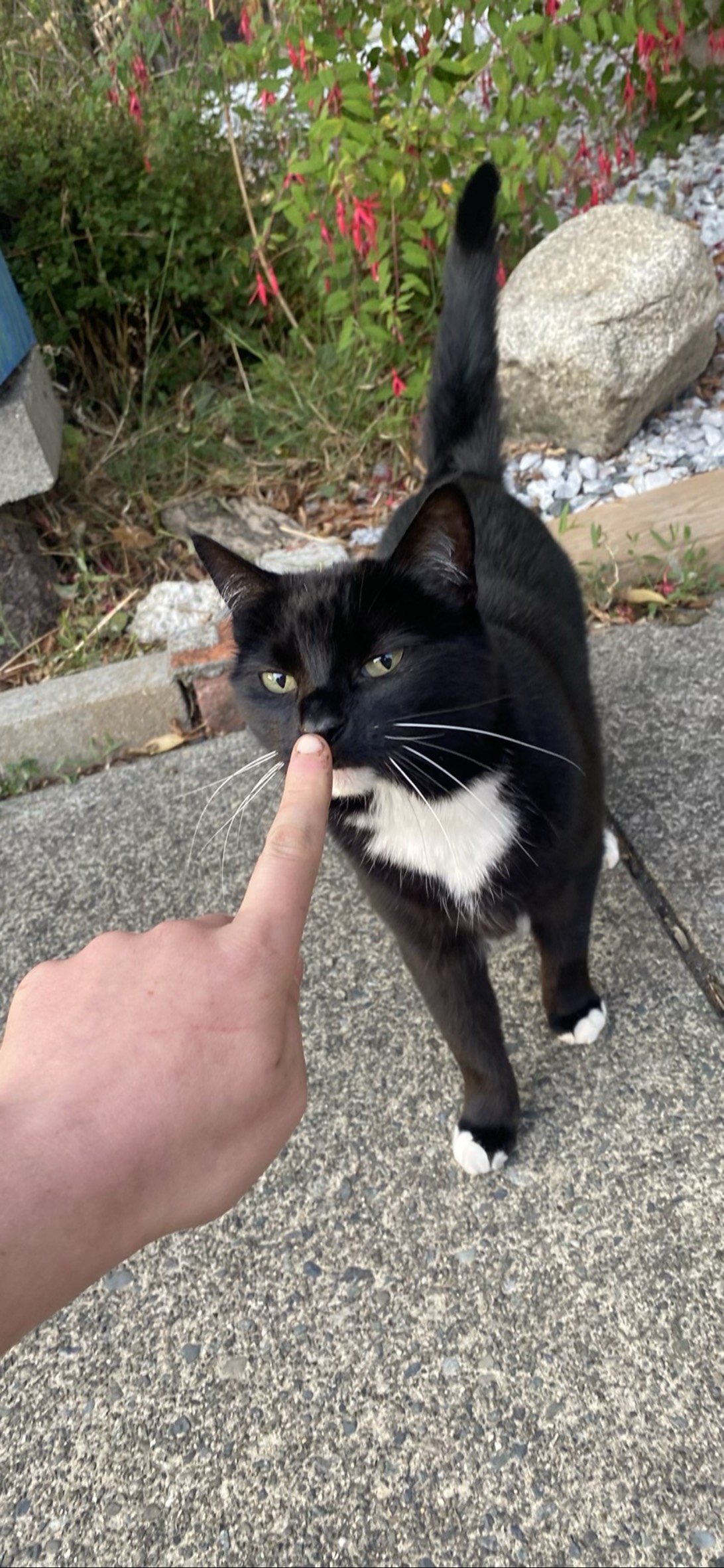 Sneef, a cat found on Chonk Finder