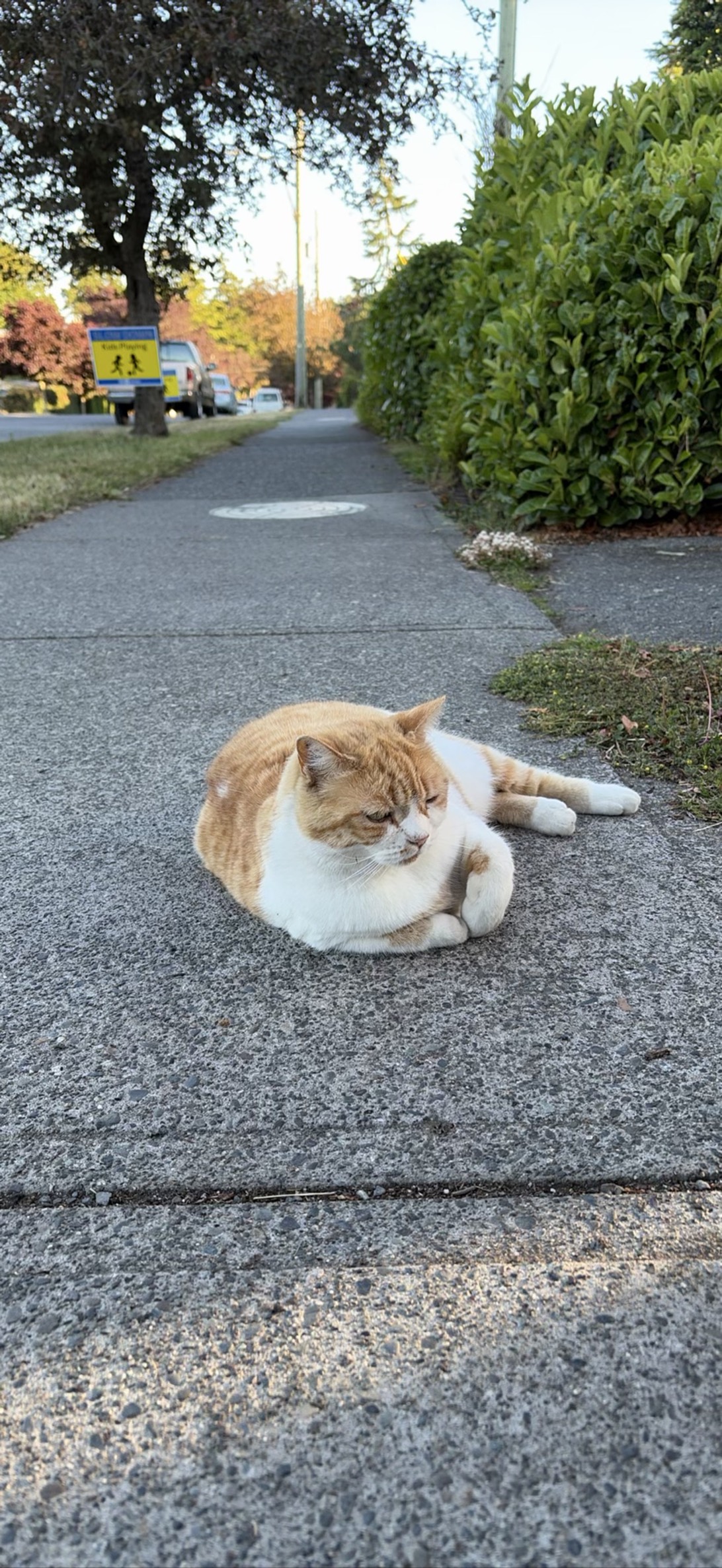 Sidewalk Sunny, a cat found on Chonk Finder